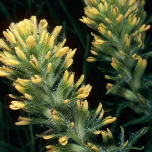 Castilleja affinis, SC-488, 1.3 miles West of Rancho Del Medio, Santa Cruz Island