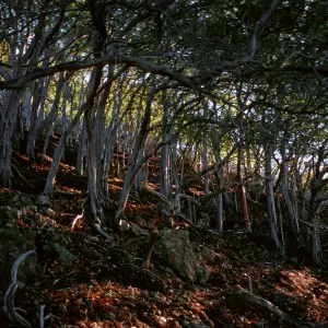 Lyonothamnus, North side of Peak 1941, Santa Cruz Island