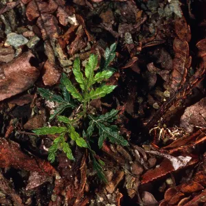 Lyonothamnus seedling, canyon just North-East of Peak 918, ¾ mile West of Embudo, Santa Cruz Island