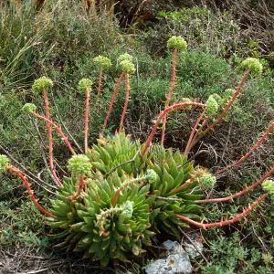 Dudleya (liveforevers), Todos Santos Island