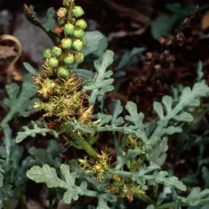 Ambrosia chamissonis, Goleta Beach