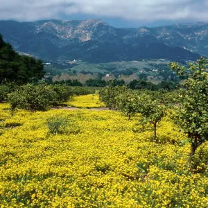 Oxalis in orchard, North of Highway 101, East of Santa Barbara