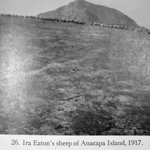 Ira Eaton, “Sheep on Middle Anacapa Island 1917”, from:Eaton