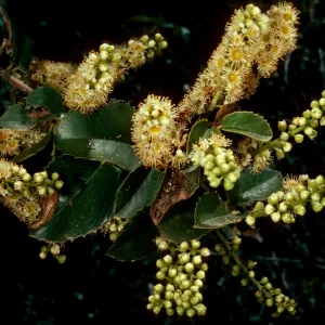 Prunus ilicifolia, West Camino Cielo, Santa Barbara County