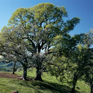Quercus, Figueroa Mountain Road, Santa Barbara County