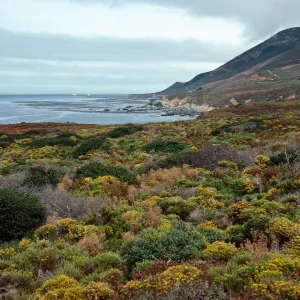 Haplopappus ericoides, llooking North from Garrapata Beach, North of Big Sur, Monterey County
