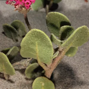 Abronia maritima, dunes at Ocean Park, Surf, Santa Barbara County
