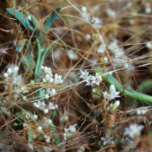 Cuscuta salina, Carpinteria salt marsh