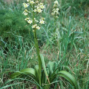 Zigadenus fremontii, just South of campground, East Anacapa Island