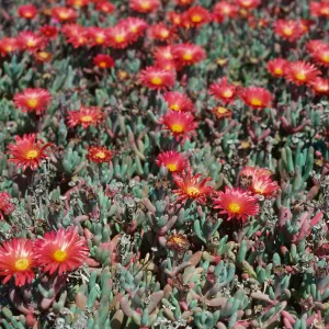 Malephora crocea, East Anacapa Island