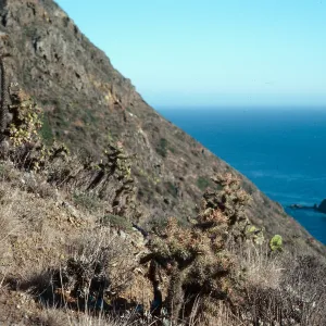 Opuntia prolifera, offshore side, Cat Rock in background, West Anacapa Island