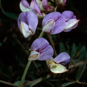 Lathyrus vestitus, West Camino Cielo, Santa Barbara County