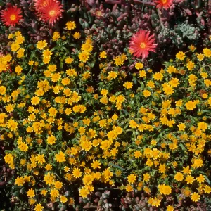 Lasthenia w/Mesembryanthemum crassifolium, East Aanacapa Island