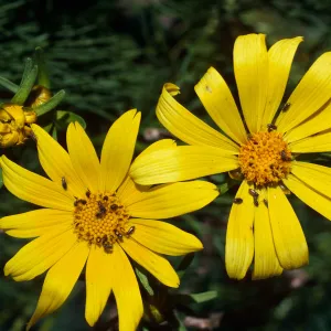 Coreopsis gigantea, West Anacapa Island