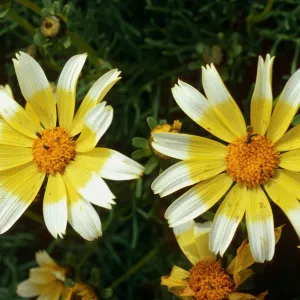Coreopsis gigantea, white tips on flowers, just South of campground, East Anacapa Island