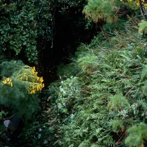 Polypodium, West fork of Oak Canyon, West Anacapa Island