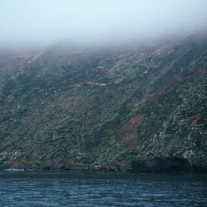 pelican area, onshore slopes, West Anacapa Island