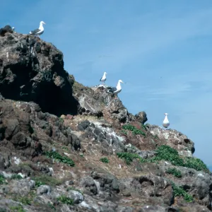 seagulls, Rat Rock, West Anacapa Island