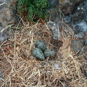 gull nest, just East of Rat Rock, West Anacapa Island