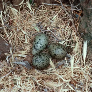 gull nest, just East of Rat Rock, West Anacapa Island