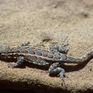 lizard, San Nicolas Island