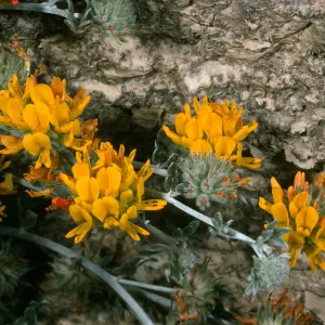 Lotus argophyllus ssp. ornithopus, Northeast coastal flats, San Nicolas Island