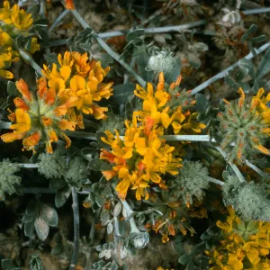 Lotus argophyllus ssp. ornithopus, Northeast coastal flats, San Nicolas Island