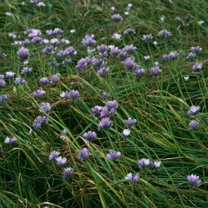 Dichelostemma, Northeast coastal flats, San Nicolas Island