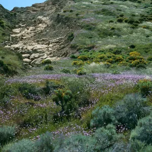 Dichelostemma, West of navfac, San Nicolas Island