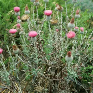 Cirsium occidentale, Beach Road north of airfield, San Nicolas Island