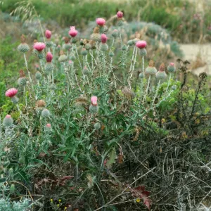 Cirsium occidentale, North of airfield, San Nicolas Island