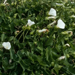 Calystegia macrostegia amplissima, Northeast coastal terrace, San Nicolas Island