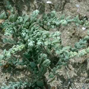Atriplex californica, East end of Tender Beach, San Nicolas Island