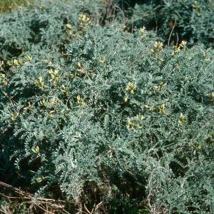 Astragalus traskiae, Terrace, San Nicolas Island