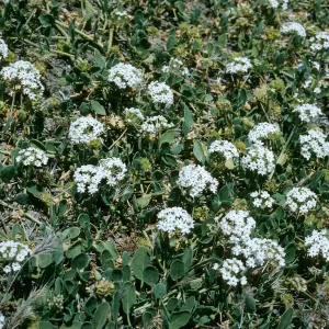 Abronia umbellata - white form - Near Cattail Canyon, San Nicolas Island