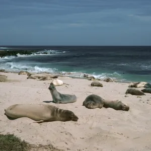 Pinnipeds, Daytona Beach, San Nicolas Island