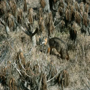 Fox, Southeast side of island, San Nicolas Island