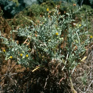 Malacothrix, East of Corral Harbor, San Nicolas Island