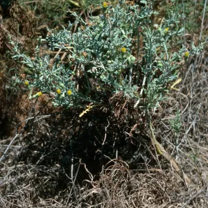 Malacothrix, East of Corral Harbor, San Nicolas Island