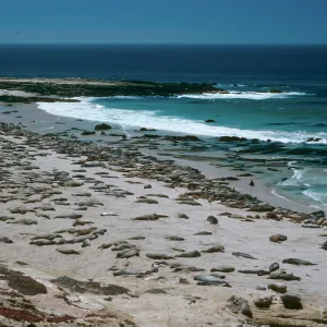 Pinnipeds, Southwest end, San Nicolas Island