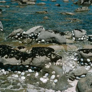 Abalone at low tide, West side Red Eye Beach, San Nicolas Island