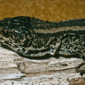 Night Lizard, San Nicholas Island