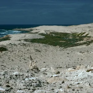 Caliche - dunes, Just east of rock crusher, San Nicholas Island
