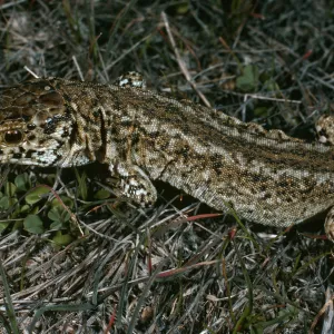 Night lizard, Building 112, San Nicholas Island