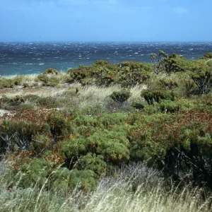 Coreopsis, Coastal flats east of Rock Jetty, San Nicholas Island