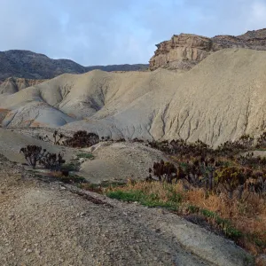 Coreopsis, Mouth of Twin Rivers, Coastal Hills, San Nicholas Island