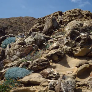 Sandstone, Ridge east of South Range, Marker Pole 7, San Nicholas Island
