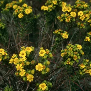 Hemizonia clementina, Just east of north runway access road, San Nicholas Island