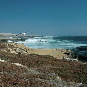 West end, Gull colony, San Nicolas Island