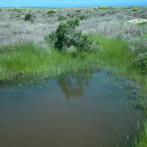 Vernal pool, Mesa, Just west of airfield, San Nicolas Island